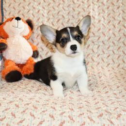 Ursa - Black and tan female Pembroke Welsh Corgi puppy in Morton, Mississippi from Crown AB Farms Pembroke Welsh Corgis