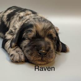Raven - Merle female Goldendoodle puppy in New Ringgold, Pennsylvania from Hawk Mountain Doodles