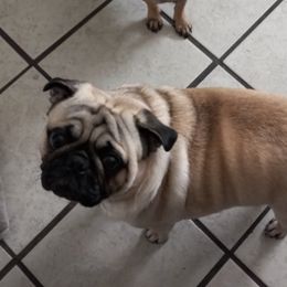 Pugs from Pug Puppies