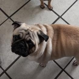 Pugs from Pug Puppies
