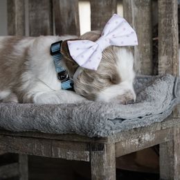 Goldendoodle Puppies from Best Doodles