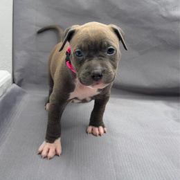 Pink and Black Collar Female - Blue female American Pit Bull Terrier puppy in Pensacola, Florida from Alpha Alliance Kennels