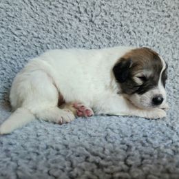 Koda - heavily badgered - White and badger male Great Pyrenees puppy in Monmouth, Maine from Flewelling Great Pyrenees