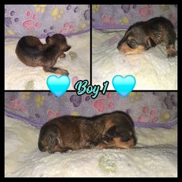 Davey Jones - Salt and pepper male Miniature Schnauzer puppy in Bloomington, California from Michael's Minis