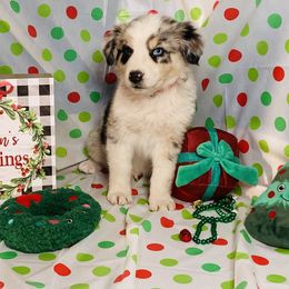 Australian Shepherd Puppies from Topaz Aussie’s