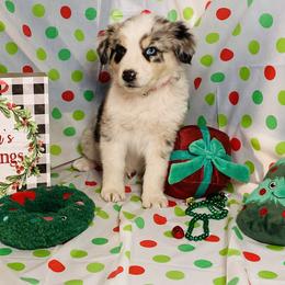 Australian Shepherd Puppies from Topaz Aussie’s