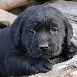 Phoenix - Black female Labrador Retriever puppy in Camden, Indiana from Prebleridge Acres