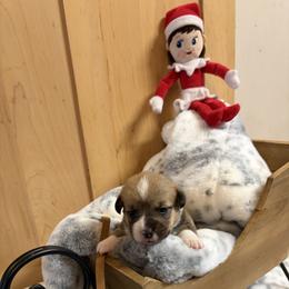 Brown Collar - Red male Pembroke Welsh Corgi puppy in Elberton, Georgia from Lonesome Boone Corgis