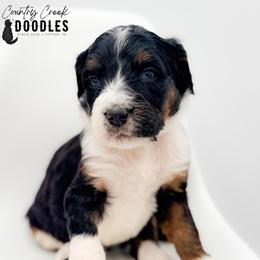 AARON - Tri-color male Bernedoodle puppy in Tipton, Indiana from Country Creek Doodles