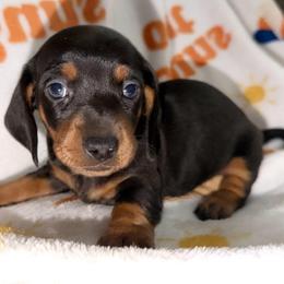 Pink - Black and tan female Dachshund puppy in Bakersfield, California from KC Doxies