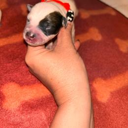 Girl 1 - Red speckled female Australian Cattle Dog puppy in Chelsea, Oklahoma from CT Mini Heelers