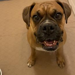 Boxer Puppies from Red Rock Boxers