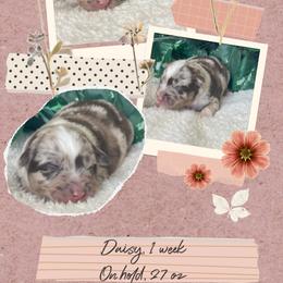 Daisy - Red merle female Australian Shepherd puppy in Marshall, Virginia from Greywood Farm Aussies