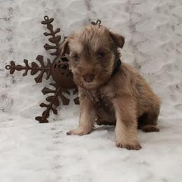 Miniature Schnauzer Puppies from Schnauzers on Robinson Lane