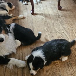 Bear - Miniature Australian Shepherd