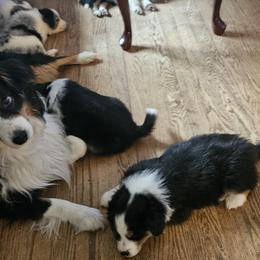 Bear - Miniature Australian Shepherd
