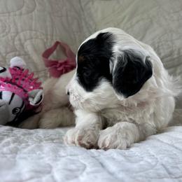 Lady Eloise - Black and white female Bernedoodle puppy in Forsyth, Illinois from Birdies Mini Bernedoodles