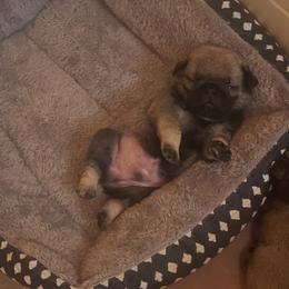 Pug Puppies from The Pugarazzi