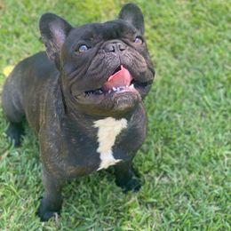 French Bulldog Puppies from Fancy Face Frenchies