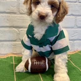 Green Collar Boy - Parti male Goldendoodle puppy in San Augustine, Texas from Vintage Doodles