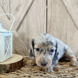 Dachshund Puppies from T&C Dachshunds