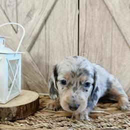 Dachshund Puppies from T&C Dachshunds