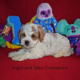 Princess Aurora - Buff and white female Cockapoo puppy in Hopkins, South Carolina from Sugar and Spice Cockapoos