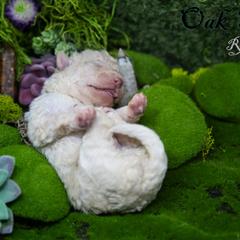 Mudi and Silken Windhound Puppies from Oak & Soul (Oak Creek) Silken Windhounds and Mudi