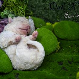 Mudi and Silken Windhound Puppies from Oak & Soul (Oak Creek) Silken Windhounds and Mudi