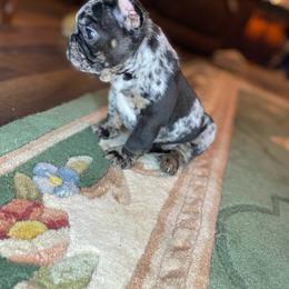 Reserved - Black male French Bulldog puppy in Hardy, Arkansas from Caring Hearts Kennel