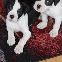 American Bulldog Puppies from Northern Woods American Bulldogs