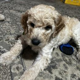 Noah - Cream male Goldendoodle puppy in Tavares, Florida from Tracy's Goldendoodles