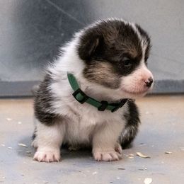Boy 2 - male Pembroke Welsh Corgi puppy in Alpine, Texas from Storm Dogos & Country Corgis