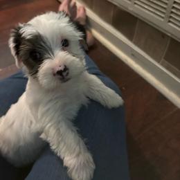 Rocky - Chocolate, tan and white female Yorkshire Terrier puppy in Bear Creek, North Carolina from Lizzy's Three Studs
