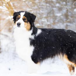 Phoenix - Australian Shepherd