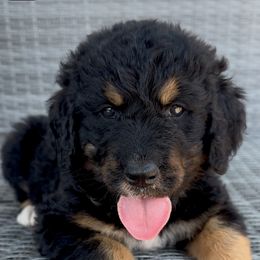Victor - Phantom male Bernedoodle puppy in Olive Hill, Kentucky from Mountain Valley Bernedoodles