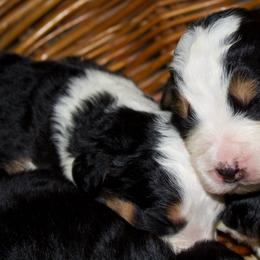 Male 2 - Tri-color male Bernedoodle puppy in Belgreen, Alabama from Scott’s Farm Poodles and Doodles