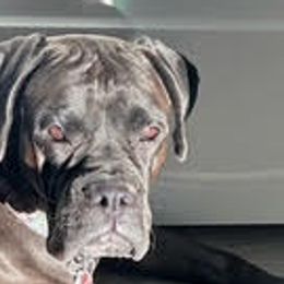 Cinder - Boxer