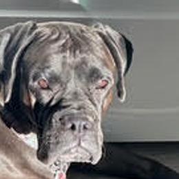 Cinder - Boxer