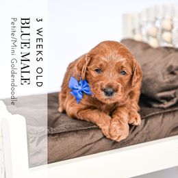 Blue - Red  male Goldendoodle puppy in Platteville, Wisconsin from Beck Kennel