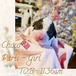 Choco Parti - Brown and white female Cockapoo puppy in Demorest, Georgia from Royal Cockapoo Playhouse