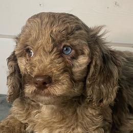 Bud - Brown and tan male Cockapoo puppy in Anniston, Alabama from Mason Farmhouse Poodles, Doodles & Poos (Breeding & Stud Services)