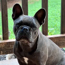 Stella - French Bulldog