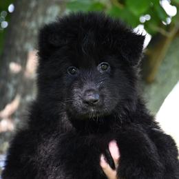 Cash - Black German Shepherd puppy in Azle, Texas from Nuckol's Canines German Shepherds