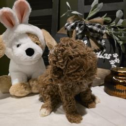 Bernedoodle, Goldendoodle, and Poodle Puppies from 4goldendoodles