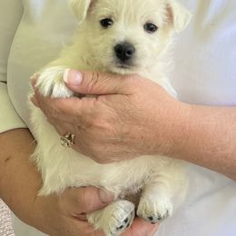 West Highland White Terrier Puppies from Westies of NC Highlands