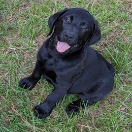 Labrador Retriever Puppies from Labradors Forever