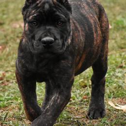 Cane Corso Puppies from Willow Creek Cane Corsos