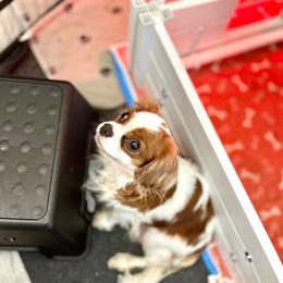 Cavalier King Charles Spaniel Puppies from Hill country cavaliers