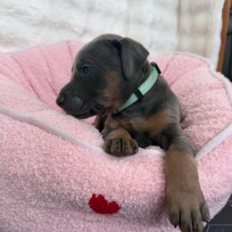 Leilani - Blue and rust female Doberman Pinscher puppy in Brookfield, Wisconsin from Haus of Hound